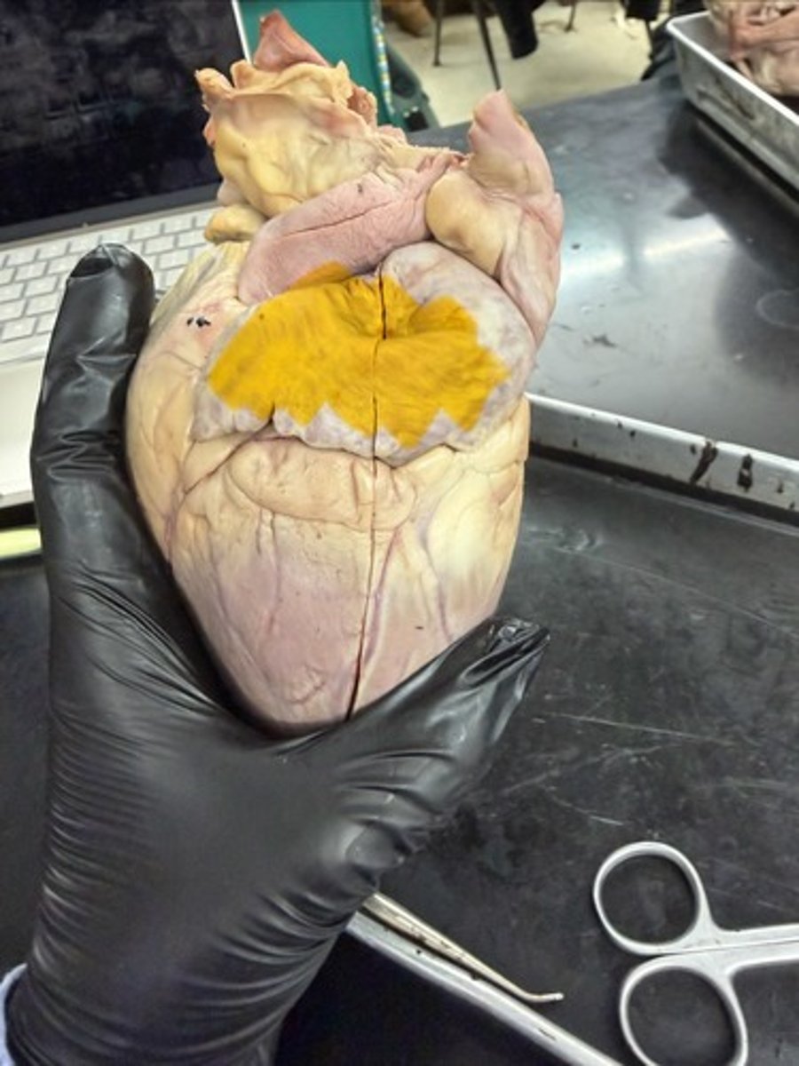 <p>on both sides</p>