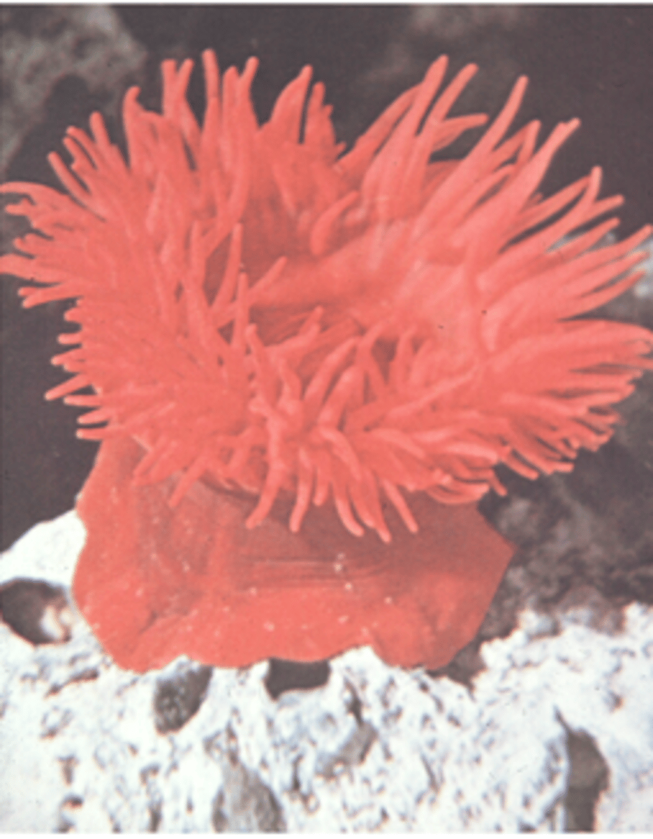 <p>Anemonen</p>