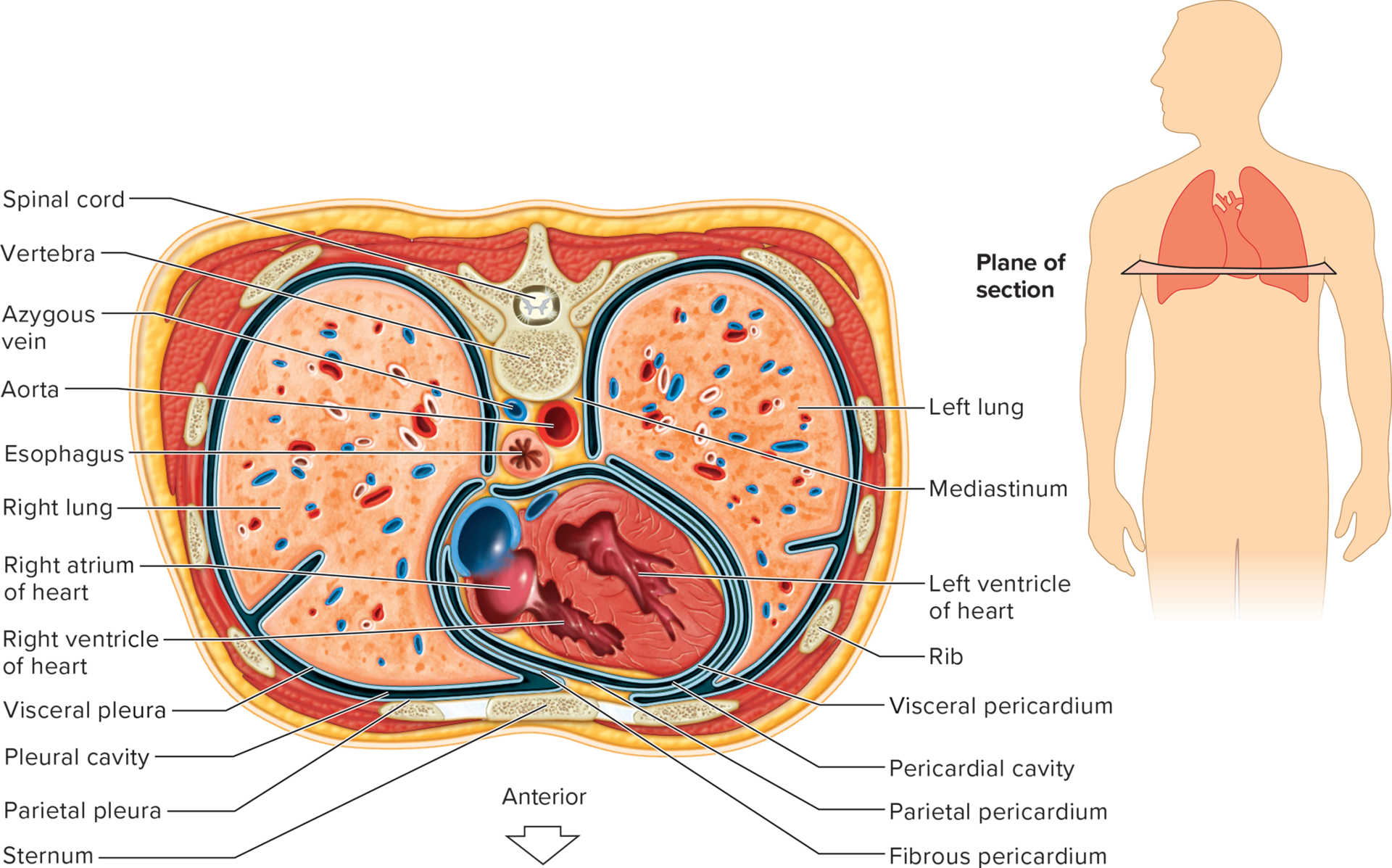 <p>Inner layer that covers the organs within the cavity.</p>