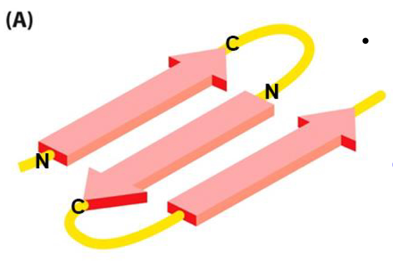 <p>each section of polypeptide chain runs in the direction opposite to that of its immediate neighbors in a beta sheet</p>