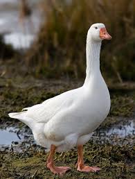 <p>goose</p>