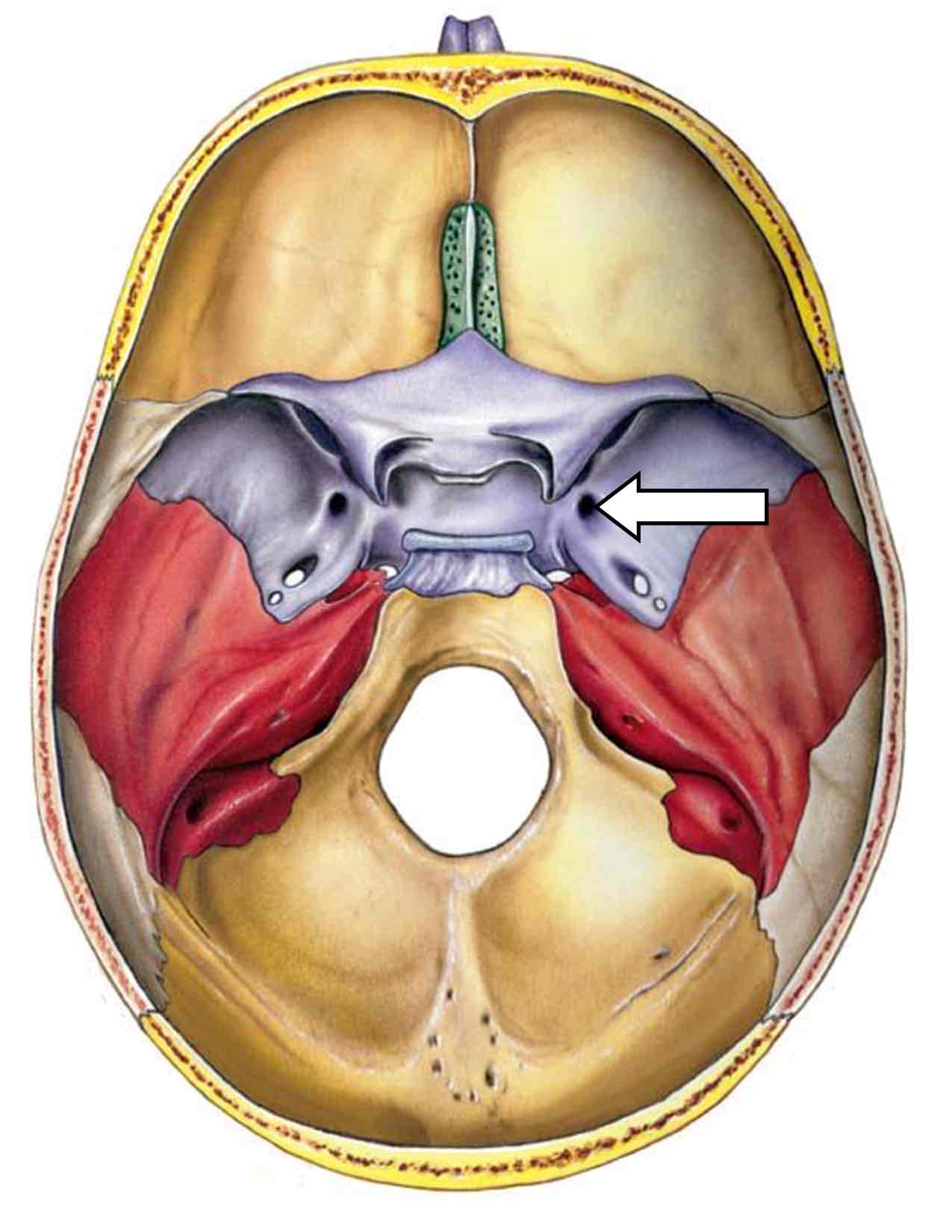 <p>Name one cranial nerve that passes through this hole, plus its roman numeral</p>