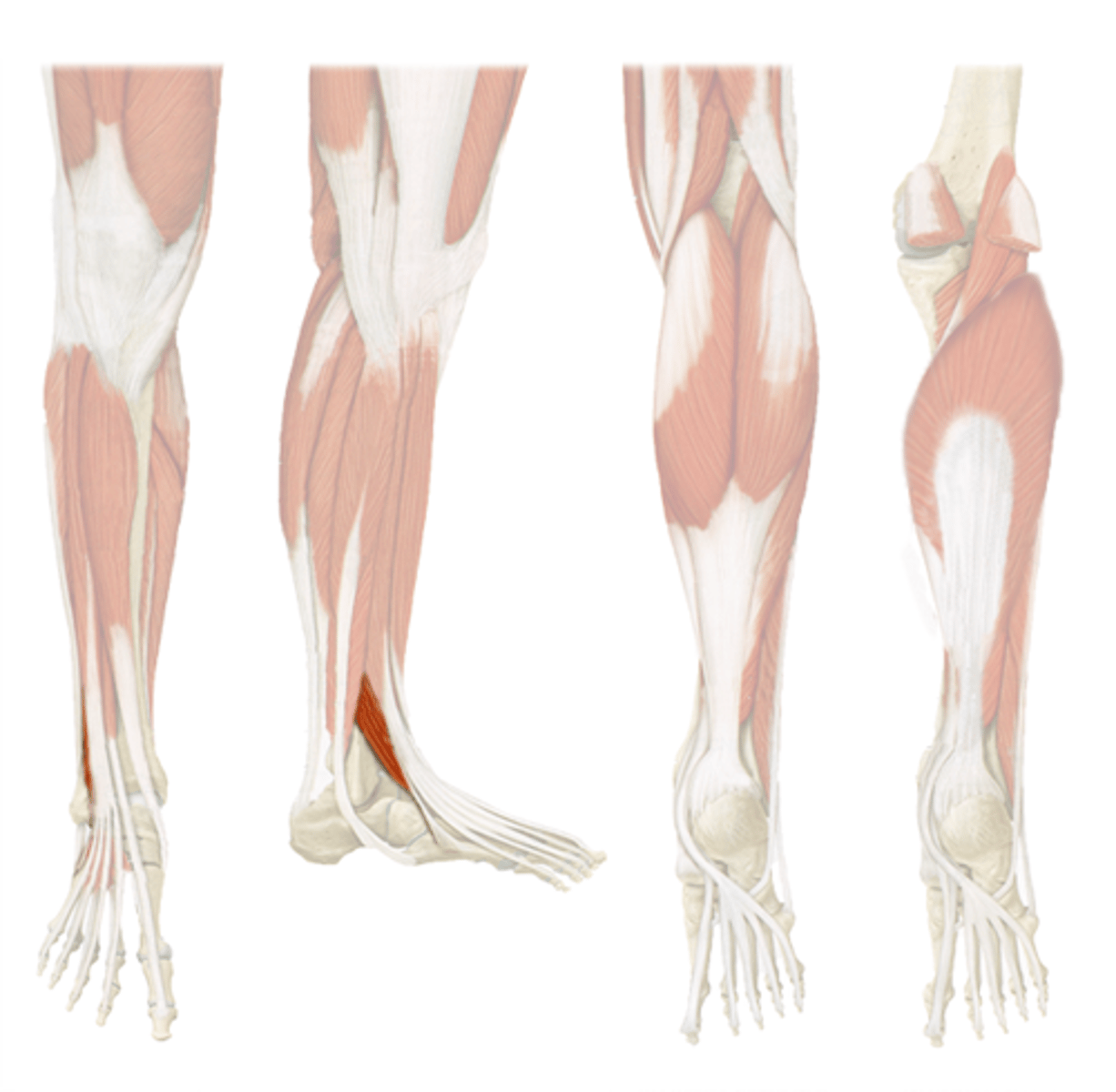 <p>dorsiflexion, eversion</p>