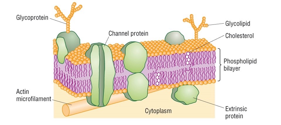 <p>What is the fluid mosaic model?</p>