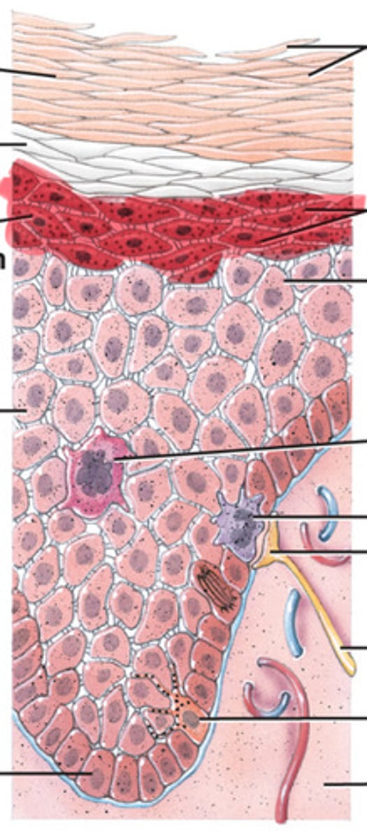 <p>Prevents fluid loss from the body</p>