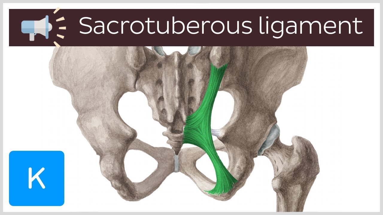 <p>Sacrotuberous Ligament</p>