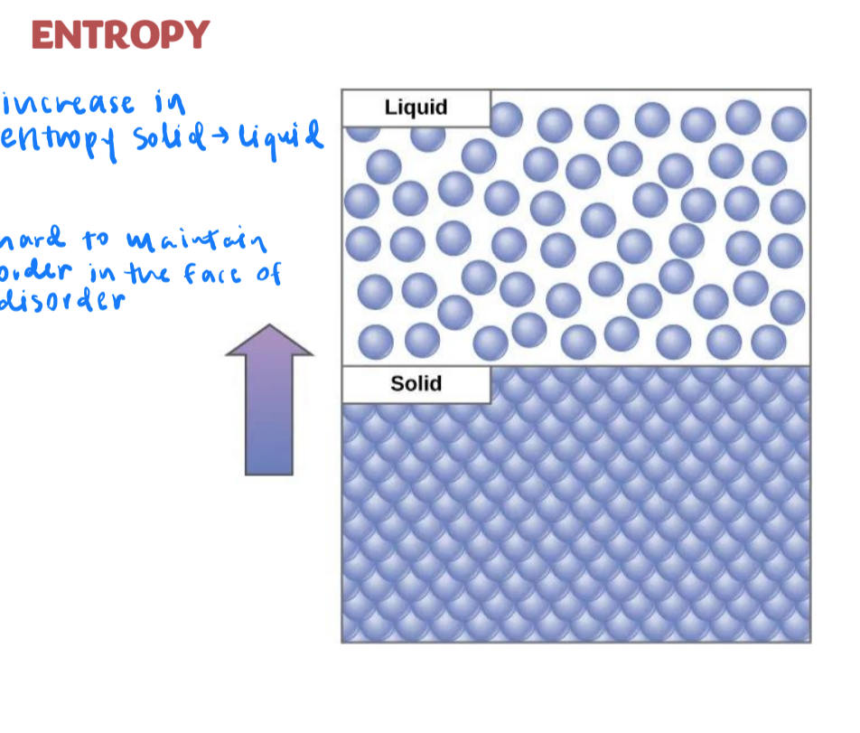 <p>the transfer of energy is not completely efficient</p><ul><li><p>in chemical reactions some energy is lost and unusable (i.e. heat energy)</p><ul><li><p>increases entropy (disorder)</p><ul><li><p>cell has to work harder to keep order: hard to maintain order in the face of disorder</p></li></ul></li></ul></li></ul><p></p>
