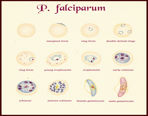 malignant malaria-most severe
small delicate, double chromatin dots
crescent-shaped gametocytes