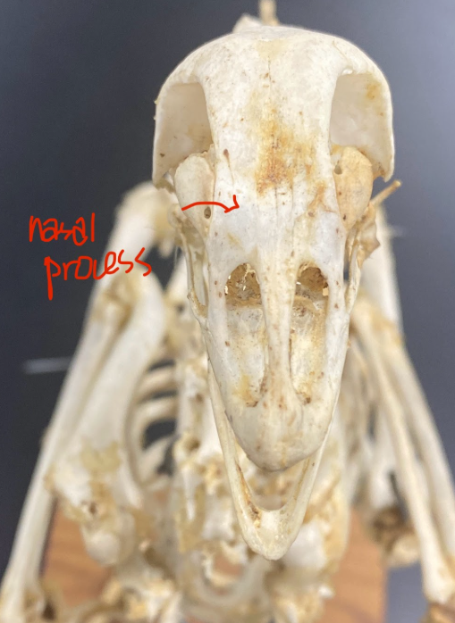 <p>Nasal process</p>