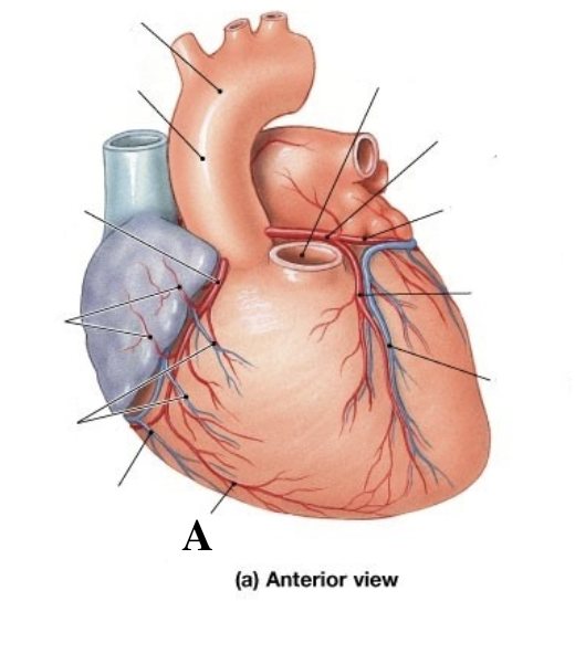 artery that branches off of bottom of right coronary artery