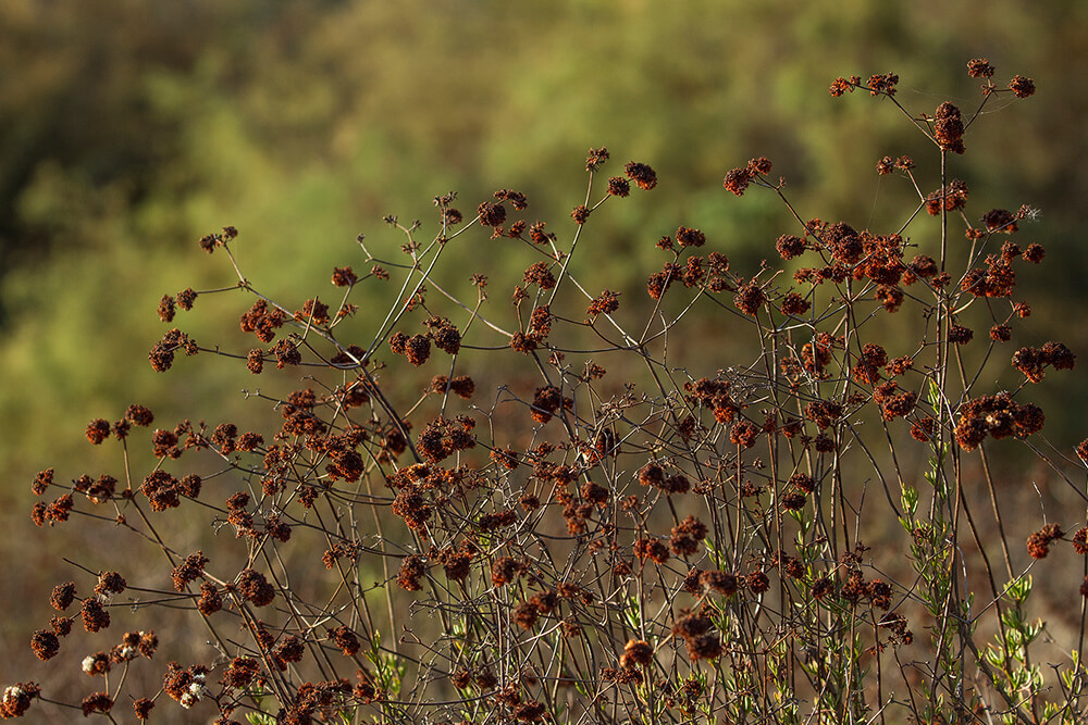 <p>California Buckwheat</p>