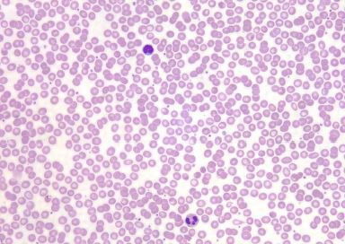 <p>Identify the tissue</p>