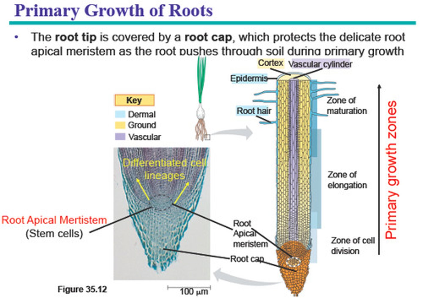 <p>-zone of cell division</p><p>-zone of elongation</p><p>-zone of maturation</p>