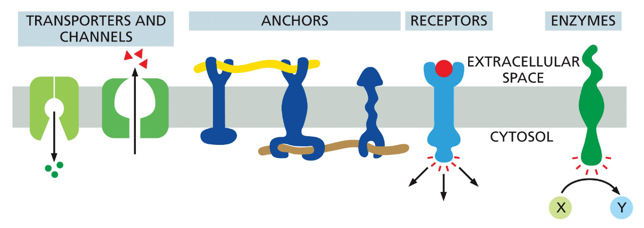 <ul><li><p>transporters/channels</p></li><li><p>anchors</p></li><li><p>receptors</p></li><li><p>enzymes</p></li></ul><p></p>