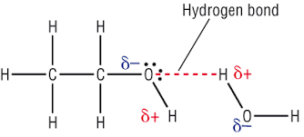 <p>-decreases</p><p>-molecule more dominated by large hydrocarbon chain, which <span style="color: red">obstructs formation of H bonds</span> with water</p><p>-chain interacts more with other chains by ID forces</p><p>-energy released when H2O and alcohol interact isn’t sufficient to compensate for energy required to overcome intermolecular forces</p>