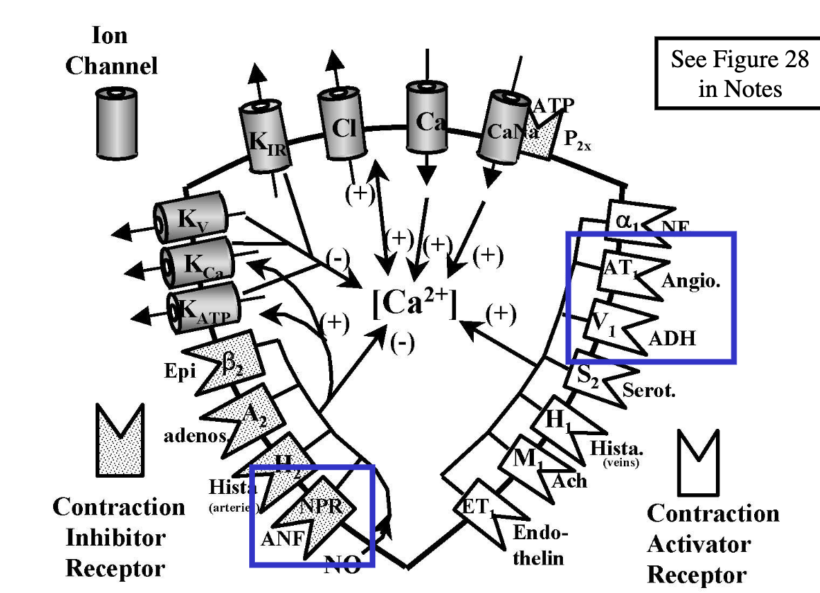 <p>contraction activator; contraction inhibitor </p>