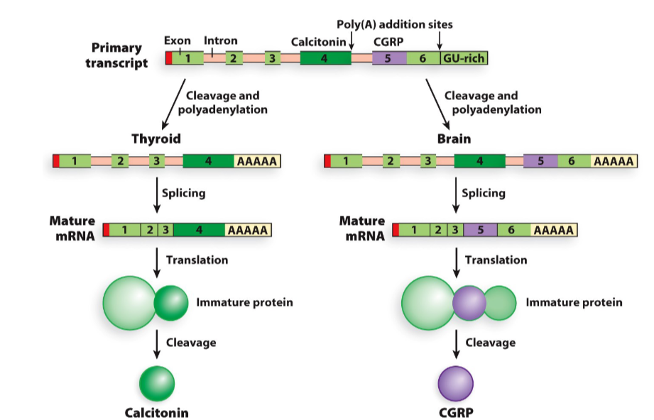 <p>Alternative Splicing is the process of splicing specific genes in order to create multiple unique proteins</p>