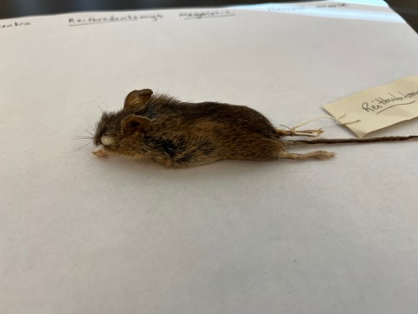 <p>- Part of Rodentia<br>- Deeply grooved anterior face of upper incisors. <br>- Similar looking to House Mouse but smaller. <br>- Jumping mice which also have grooved upper incisors, are distinguished by large infraorbital foramen and long foot (2x as long as ear).</p>