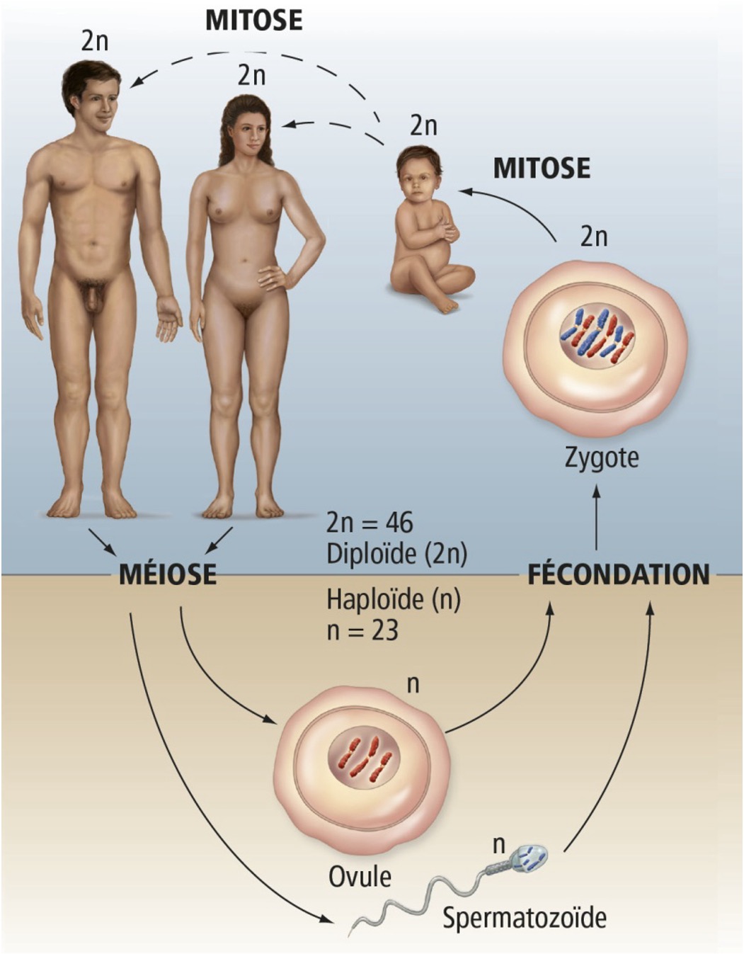 <p>Fais une phrase qui contient tous les mots suivants, qui explique le cycle de vie des humains:</p><ul><li><p>mitose</p></li><li><p>méiose</p></li><li><p>haploïde</p></li><li><p>zygote</p></li><li><p>chromosome (s)</p></li><li><p>spermatozoïde</p></li><li><p>diploïde</p></li><li><p>fécondation</p></li><li><p>ovule</p><p></p></li></ul>