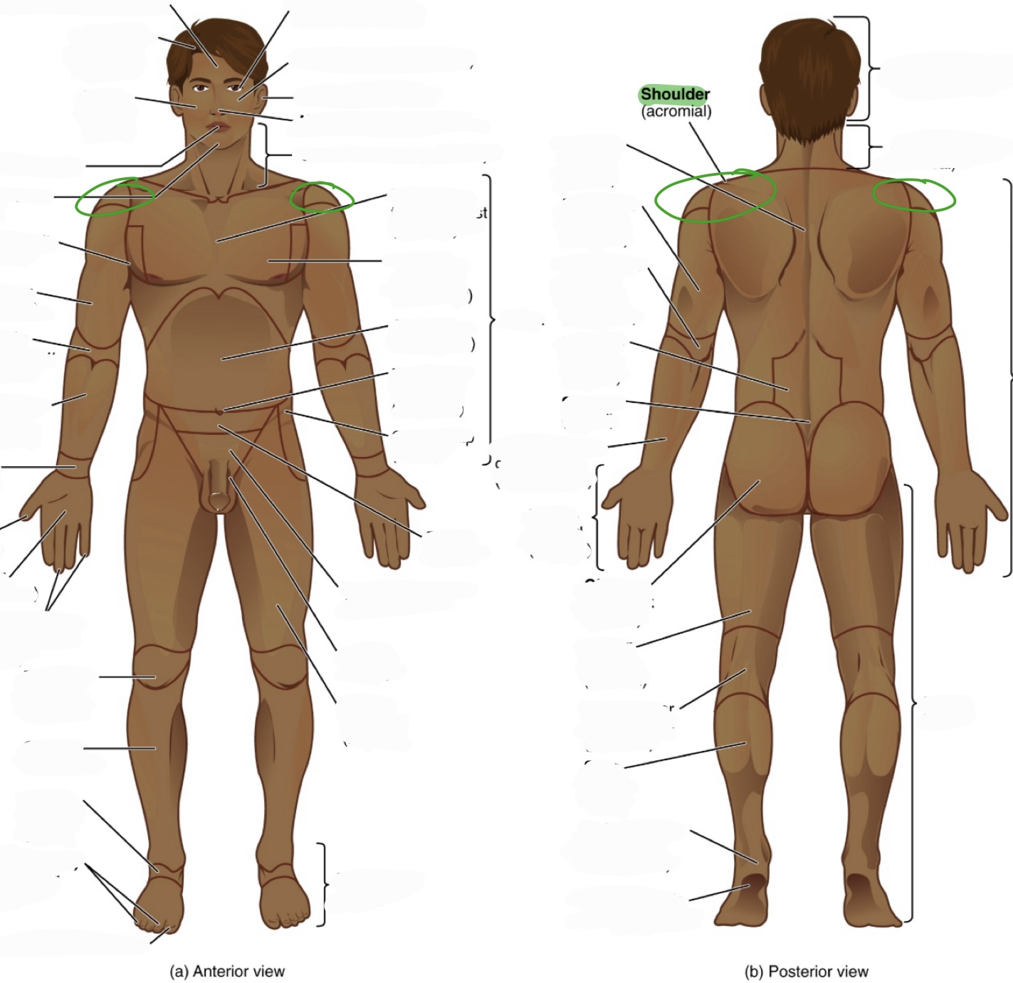 <p>(aka acromial)</p>