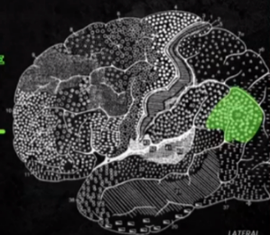 <p>CORTICAL STRUCTURES OF THE BRAIN: PARIETAL: Horse-shoe-like shape; Deals with auditory, visual, and sensory language-related abilities; Has a role in connecting recognized words with existing mental pictures, ideas, or sensations</p>