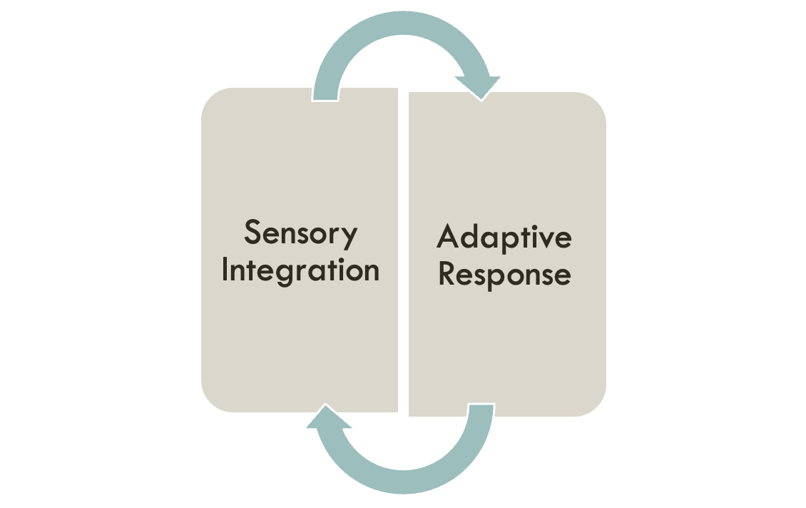 <p>When sensations are processed efficiently, the child responds in an organized purposeful manner</p><p></p><p>When a child makes an _ that is more complex than any previously accomplished response, the brain attains a more organized state, &amp; its capacity for further sensory integration is enhanced</p><p></p>