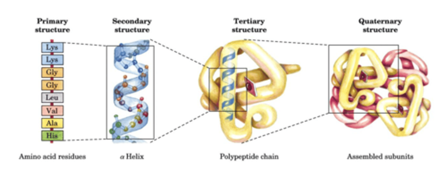 <p>- Interactions between different polypeptide chains</p><p>- Interactions mediated by same forces important for tertiary structure</p><p>- Relative orientation of subunits can change to regulate function of the complex</p>