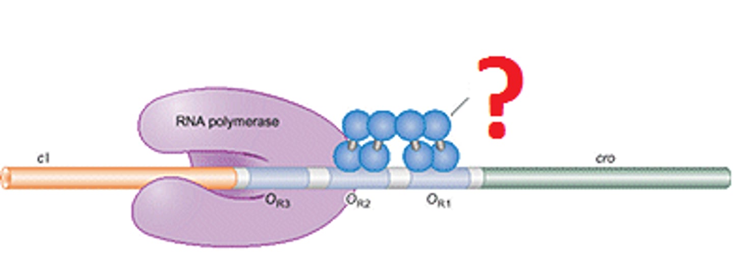 <p>proteins which bind DNA and decrease or prevent transcription</p>