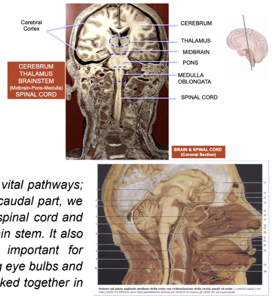 <ul><li><p><span>Small structure — 8 cm length, 2-3 cm width</span></p></li><li><p>Direct continuation of the spinal cord (begins above C1 root exit)</p></li><li><p><span>Lies on the anterior border of the foramen magnum of the occipital bone and then on its clivus</span></p><ul><li><p>Forms the floor of the 4th ventricle — on the top of the 4th ventricle there is the cerebellum —</p><ul><li><p>Connected physically with the 3 brainstem subdivisions</p></li></ul></li></ul></li><li><p><span>3 subdivisions (caudal to rostral —)</span></p><ul><li><p>Medulla oblongata</p><ul><li><p>In continuity with the spinal cord — lies where anterior margen of foramen magnum opens, continuing with the pons and the midbrain </p></li></ul></li><li><p>Pons</p></li><li><p>Midbrain/mesencephalon </p></li></ul></li><li><p>Although it is small — contains huge # of vital pathways — thus, if damaged (especially caudally), we will die.</p><ul><li><p>Moreover, all pathways connecting spinal cord &amp; bran have to pass through the brain stem</p></li><li><p>Contains nuclei of cranial nerves </p></li></ul></li></ul>