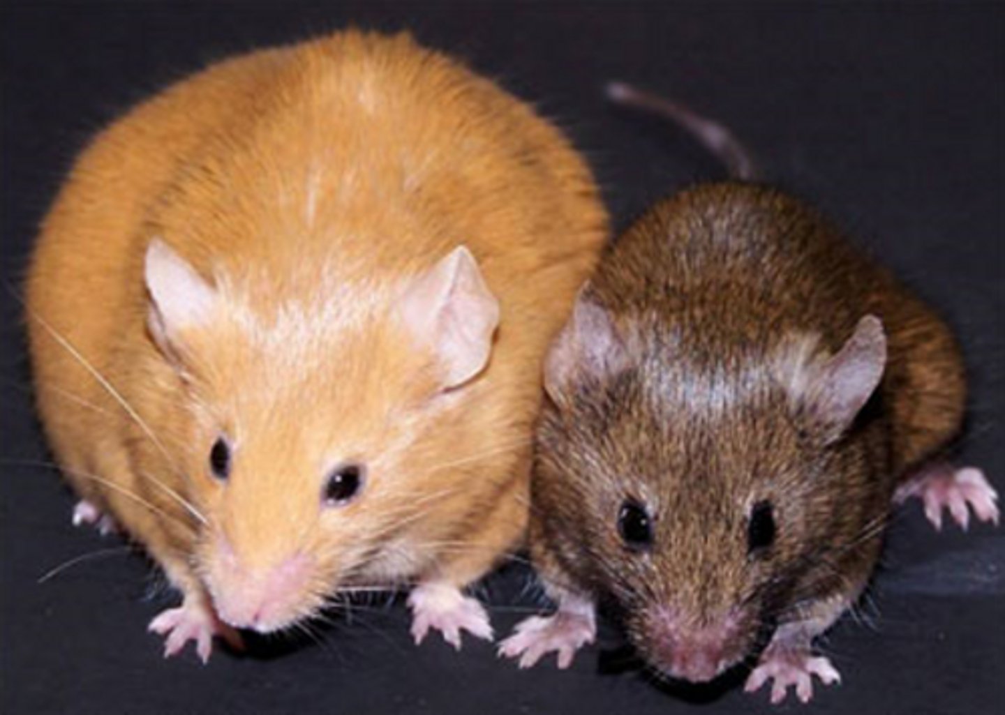 <p>- constitutively (all the time, not just during specific stages of hair development)</p><p>- ectopically (in all tissues, not just in hair cells)</p>