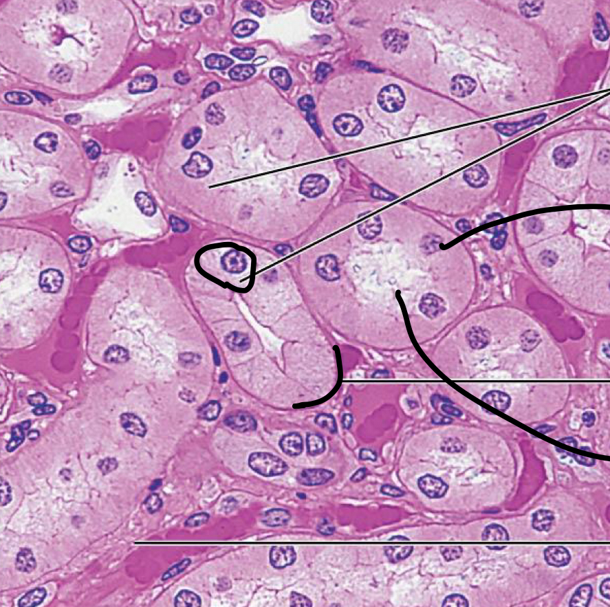 <p>What cell is this </p>