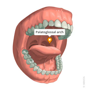 <ul><li><p>the <strong>oropharyngeal isthmus </strong>connects the oral cavity and pharynx </p></li><li><p>anatomical boundaries: </p><ul><li><p>superior - soft palate</p></li><li><p>inferior - posterior 3rd of the tongue</p></li><li><p>lateral - palatoglossal arch</p></li></ul></li><li><p>pharynx is a musculomembranous tube </p><ul><li><p>extends from the base of the skull to the esophagus </p></li><li><p>anterior openings - nose, mouth, larynx </p></li><li><p>3 divisions </p></li></ul></li></ul><p></p>