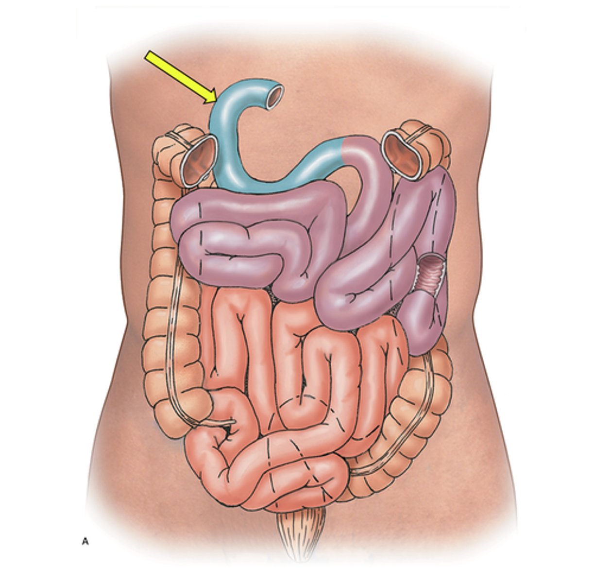knowt flashcard image