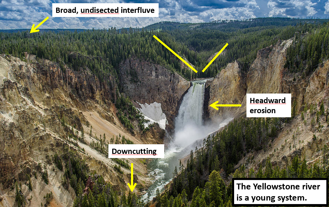 <ul><li><p>Steep gradients</p></li><li><p>mostly erodes by downcutting and headward erosion (nickpoints)</p></li><li><p>divide between rivers are broad and undisected because tributaries have little time to form</p></li></ul><p></p><p></p>