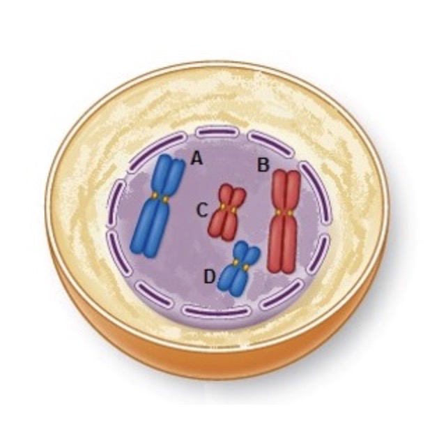 <p>Which letter(s) indicate(s) a pari of homologous chromosomes?</p>