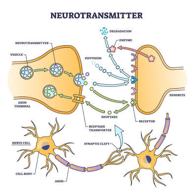 <p>Neurotransmitters </p>