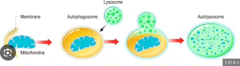 <p>lysosomes can recycle their own cell’s organix materials and organelles that are not functioning properly</p><p>allows the cell to renew itself</p><p>steps:</p><ol><li><p>a membrane forms around the cellular component targeted for degradation</p></li><li><p>membrane engulfs cellular components(forming a structure called an autophagosome)</p></li><li><p>fuses with lysosome</p></li><li><p>hydrolytic enzymes in lysosome digest the organelles and their components are recycled(amino acids and other small molecules are released back into the cytoplasm)</p></li></ol><p></p>