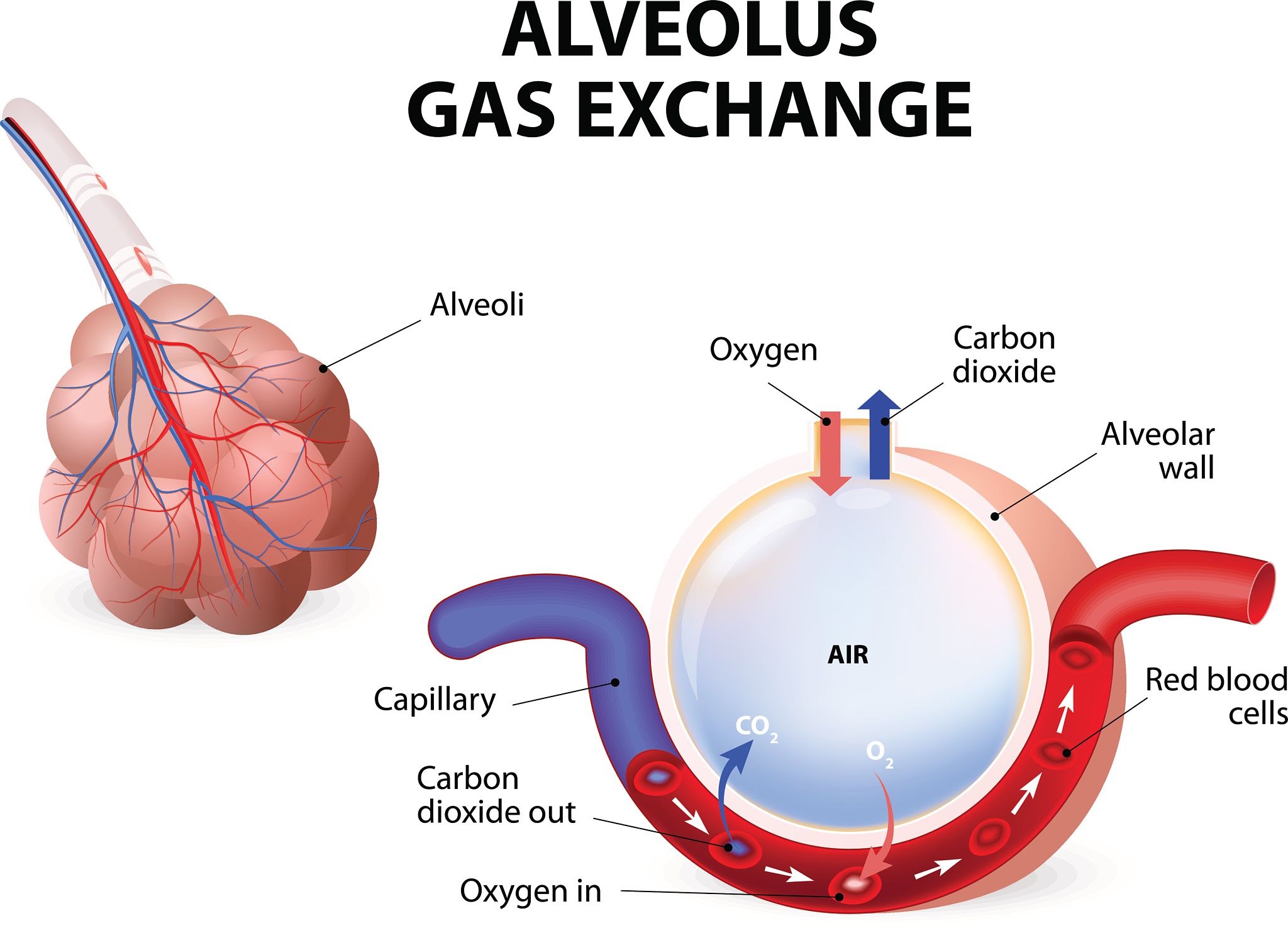 <p>External: Exchange between alveoli and pulmonary capillaries. Internal: Exchange between systemic capillaries and tissues.</p>