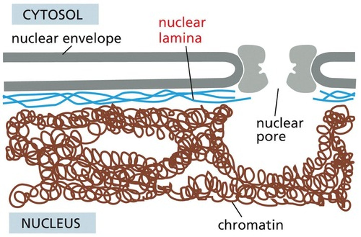 <p>The release of Ca2+ from the sarcoplasmic reticulum, which interacts with the troponin complex.</p>