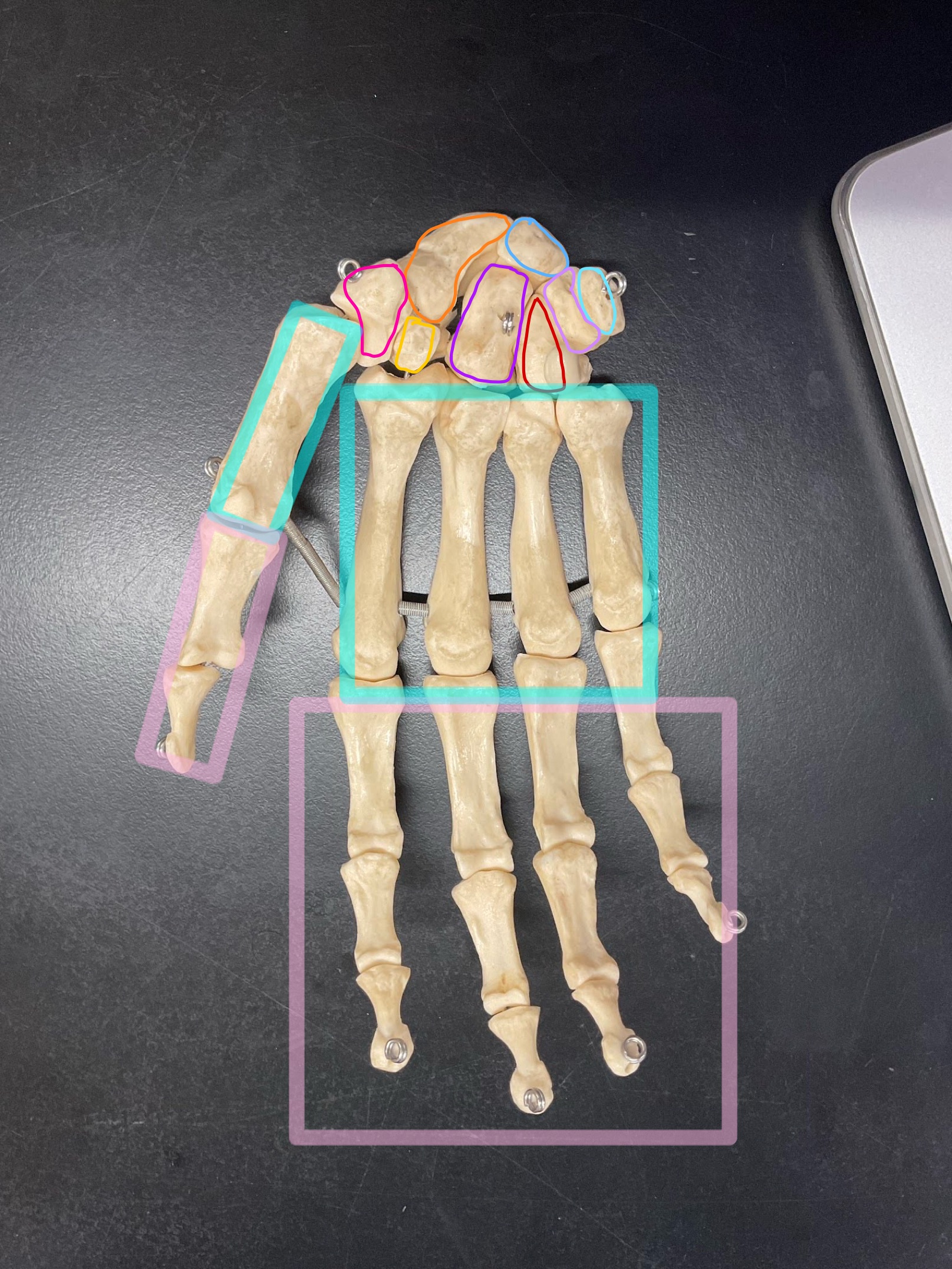 <p>label the pink section</p>