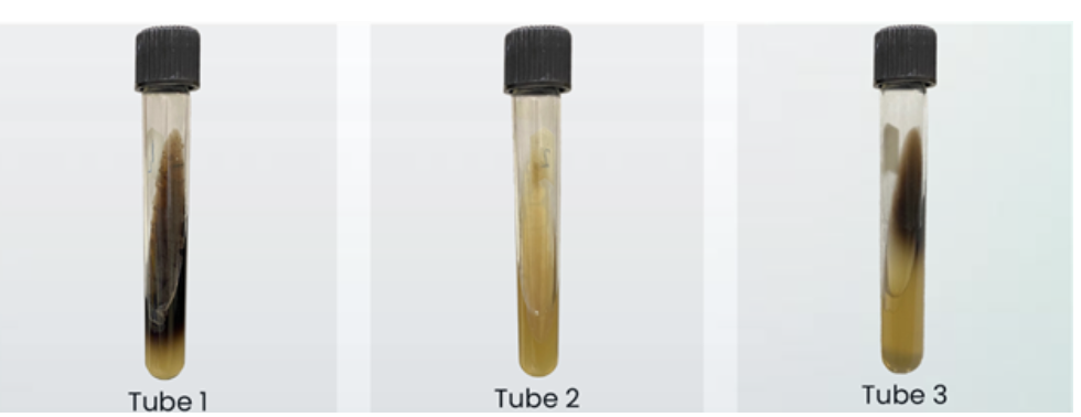 <p>These are the results of bacterial samples inoculated on bile esculin agar (BEA). Why is tube 3 considered a negative result?</p><ul><li><p>there must be at least 75% black-colored media to be considered positive</p></li><li><p>tube three is not negative; there is black-colored media present</p></li><li><p>there must be at least 50% black-colored media to be considered positive</p></li></ul><p></p>