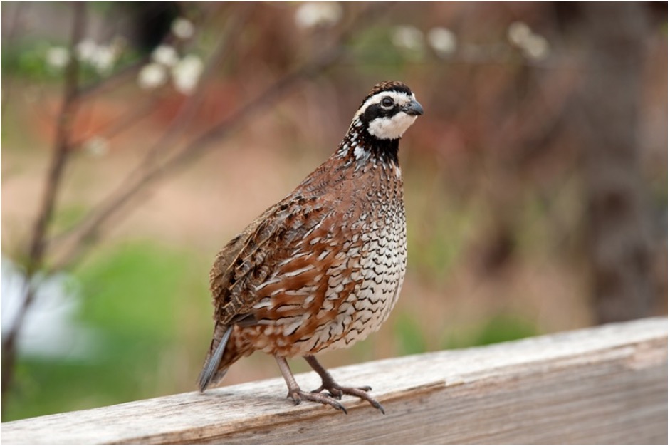 <p>What bird is this?</p>