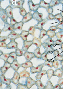 <p>photosynthetic</p>