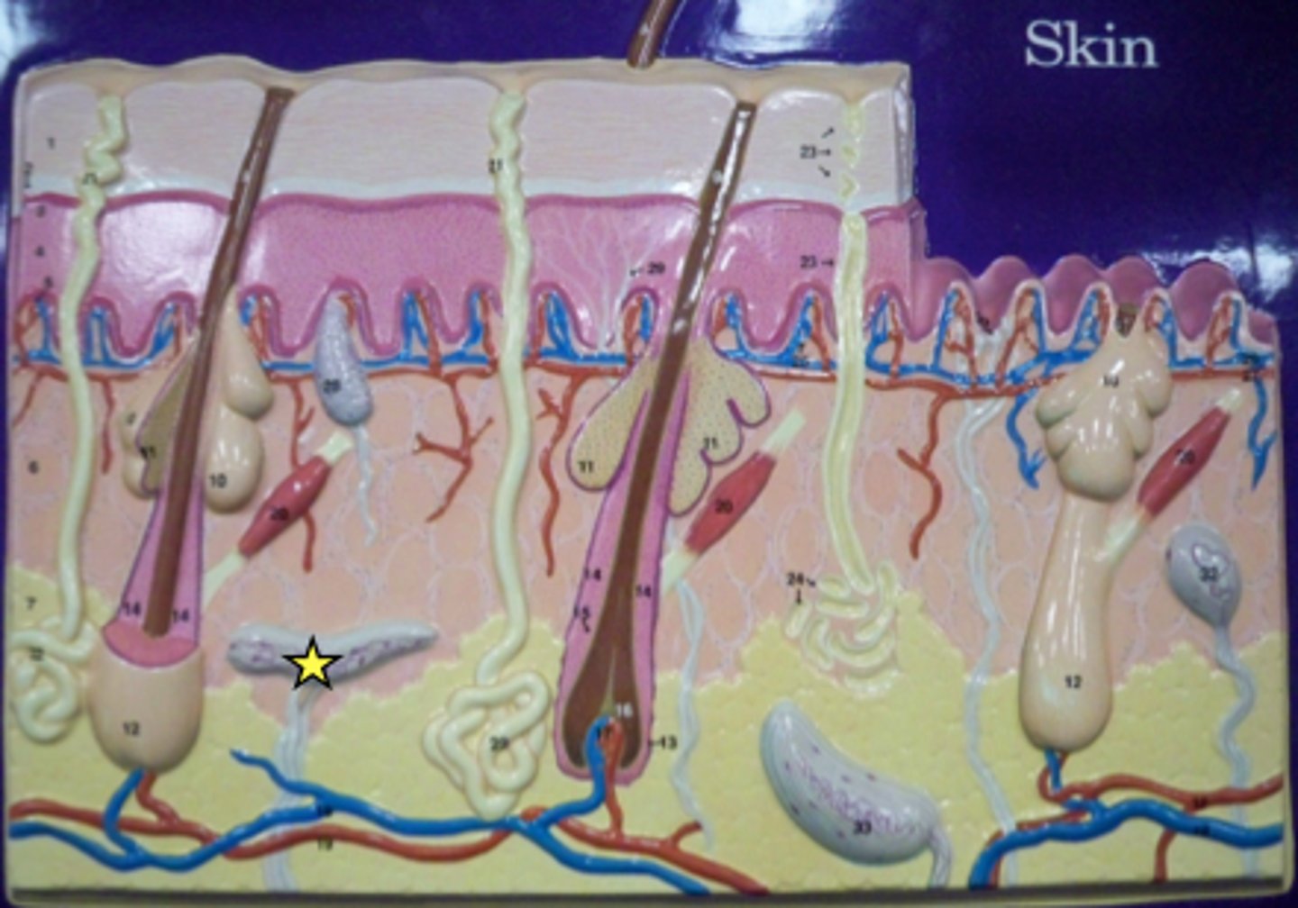 <p>deep pressure and stretch</p>