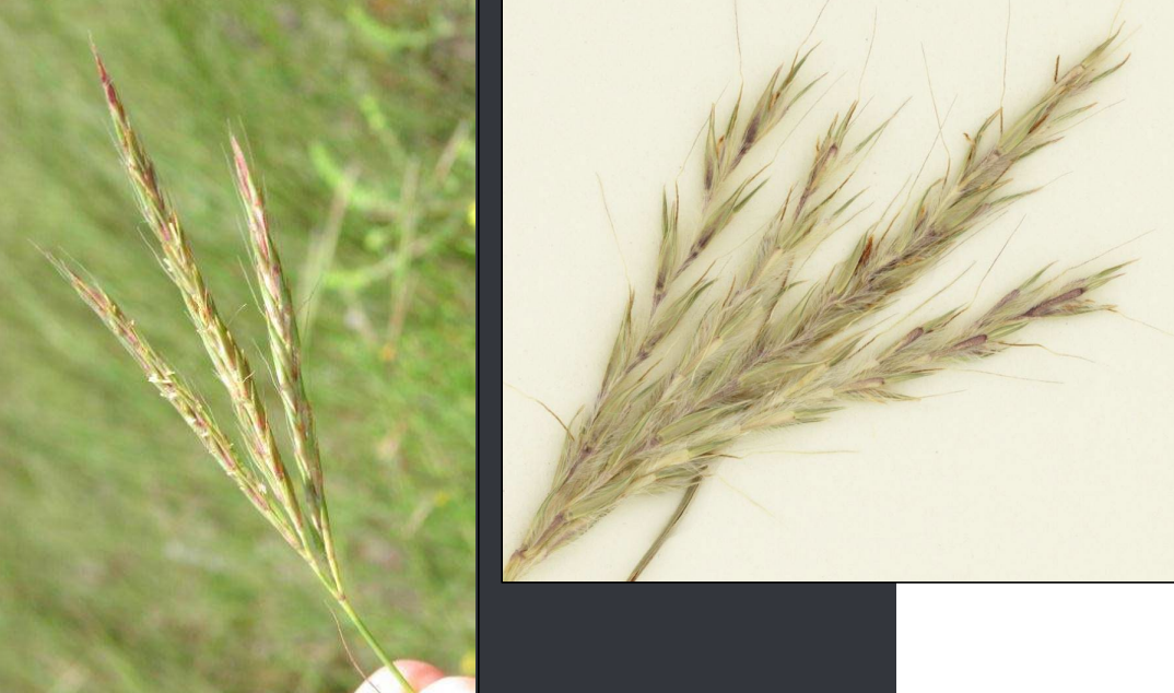 <p>Narrow racemes</p><p>Turkey foot</p><p>Genticulate awns</p>