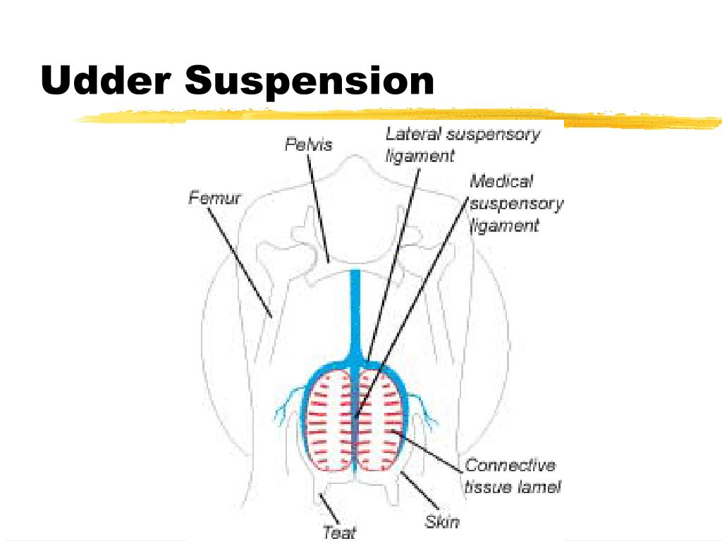 <p>Contains the median suspensory ligament, pre-pubic and sub-pubic ligaments </p><p></p>