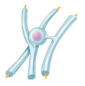 <p><span><span>Identify the type of glial cell shown.</span></span></p>