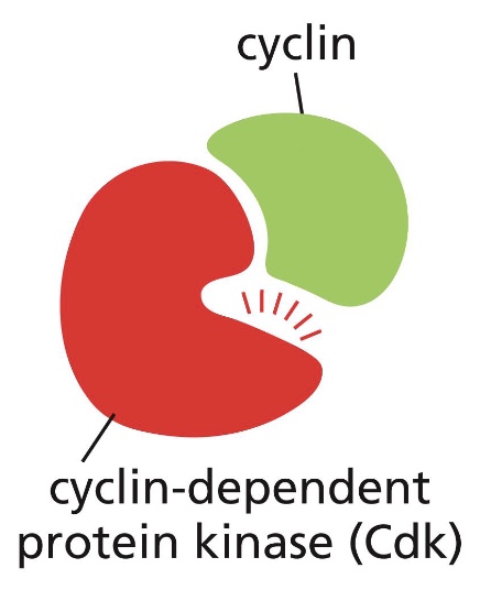 <p>A Cdk must bind a regulatory protein called a cyclin before it can become enzymatically active. This activation also requires an activating phosphorylation of the Cdk</p>