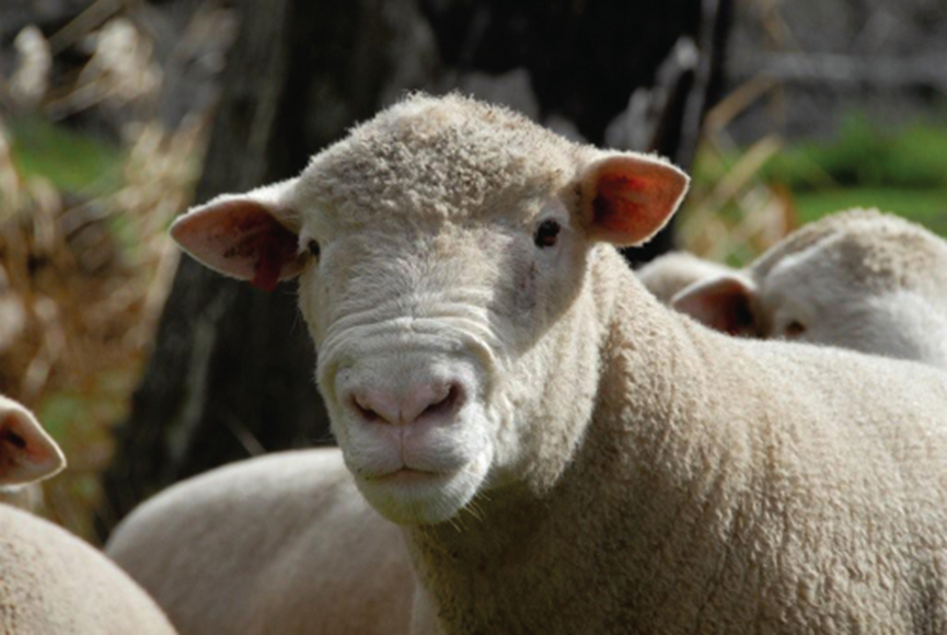 <p>what breed and type of wool</p>