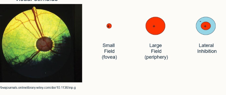 <p>The ganglion cell is stimulated by a central region but around this region there’s an area of inhibition, which if stimulated inhibits anything else within the field of view</p><ul><li><p>improves edge detection</p></li><li><p>improves localisation</p></li></ul><p></p><p>if you shine a light on it/leave it in darkness, shows a normal response. If they’re on the edge of the light source they show an enhanced response and if they’re in the corner, show an even more enhanced response - enables us to observe edges. </p><p></p>